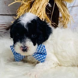 Taffy. AKC. Clear - Parti male Poodle puppy in Nixa, Missouri from Family Poodles