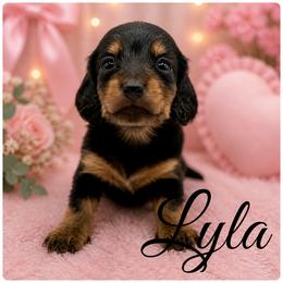 Lyla- Russian Lines- AKC 2500 - Black and tan female Dachshund puppy in Bartlesville, Oklahoma from OkieDokieDox