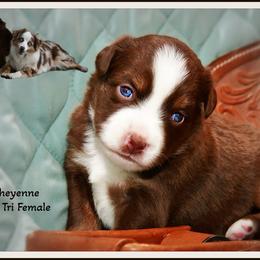 Cheyenne - Red tri-color female Australian Shepherd puppy in Ranger, Texas from Outback Mini Aussies