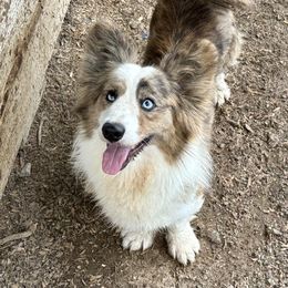 Gimley - Cardigan Welsh Corgi