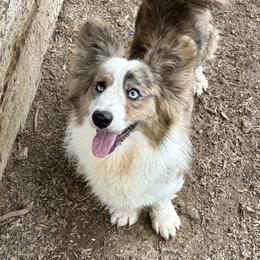 Gimley - Cardigan Welsh Corgi