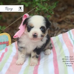 Roxy -BMF1 - Blue merle female Toy Australian Shepherd puppy in Nacogdoches, Texas from TK Standard, Mini, & Toy Aussies