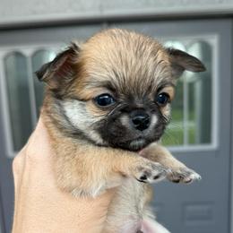 Buster - Fawn male Chihuahua puppy in Spring Hill, Florida from Stardom Chihuahuas & CKCS
