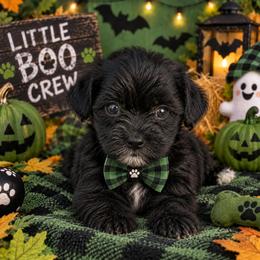 Maxon - Black male Yorkipoo puppy in Lebanon, Kentucky from Mosaic Merle Doodles