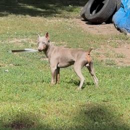 Linkin - Miniature Pinscher