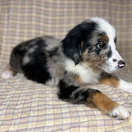 Blue - Miniature Australian Shepherd puppy in Alabama from SBA Aussies