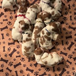 Brittany Puppies from Caliah Brittanys