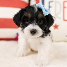 Poppy - Black & tan tri-color female Maltipoo puppy in Salt Lake City, Utah from My Doodle Puppy
