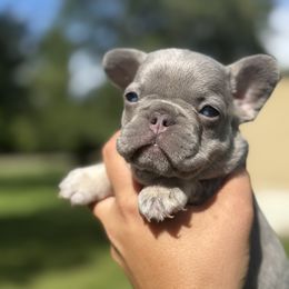 Pebbles - Blue female French Bulldog puppy in Pinehurst, Texas from Frenchies A La Mode