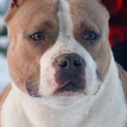 American Bullies and American Staffordshire Terriers from Marketabulls N Staffs