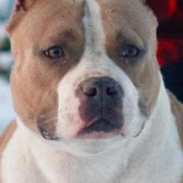 American Bullies and American Staffordshire Terriers from Marketabulls N Staffs