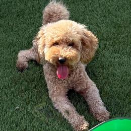 Luna - Goldendoodle