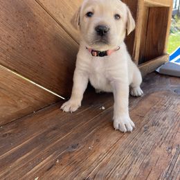Girl 3 - female Labrador Retriever puppy in Goldendale, Washington from Mountain View Kennels