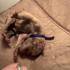 Dark Blue Boy - Deadgrass female Chesapeake Bay Retriever puppy in Houston, Texas from Monarch Chesapeakes