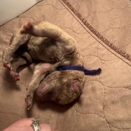 Dark Blue Boy - Deadgrass female Chesapeake Bay Retriever puppy in Houston, Texas from Monarch Chesapeakes