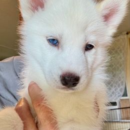 Nola - White female Siberian Husky puppy in Walker, Louisiana from TRUHUSKY SIBERIANS