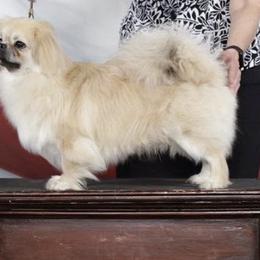 Brittanys and Tibetan Spaniels from MoonRiver Brittanys & Tibetan Spaniels