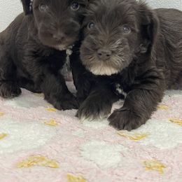 Miniature Schnauzer Puppies from Miniature Schnauzer Paradise llc