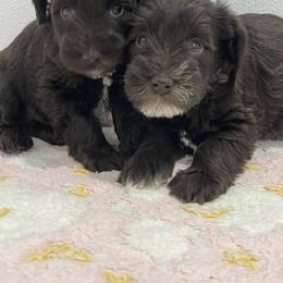 Miniature Schnauzer Puppies from Miniature Schnauzer Paradise llc