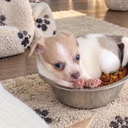 Biscuit - Silver male Chihuahua puppy in Eustis, Florida from Chichianna's Legacy
