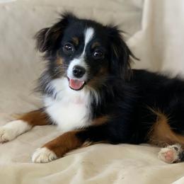 Stella - Toy Australian Shepherd