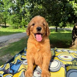 Vincenzo - Red  male Goldendoodle puppy in Oklahoma City, Oklahoma from Foneb Farm - The F1B Farm