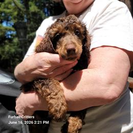 Chocolate Mousse (Gold collar) - Phantom male Poodle puppy in Santa Cruz, California from Furball Forest Poodles
