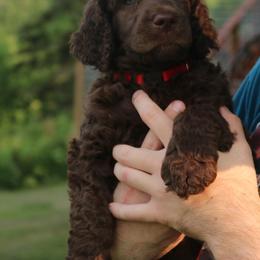 Poodle Puppies from RK'S Pets