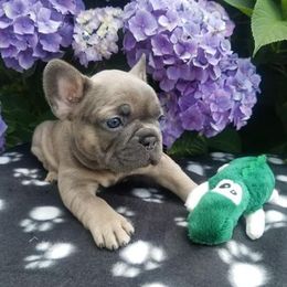 French Bulldogs from Blue Cedar Kennels