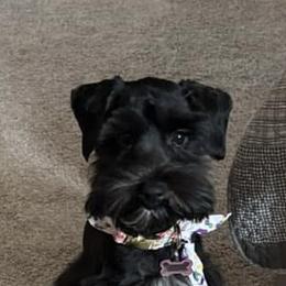 Miniature Schnauzer All Grown Up from Bearded Besties of Alabama