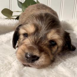 Shaded English Cream - Cream female Dachshund puppy in Nampa, Idaho from Long_and_Low_Dachshunds