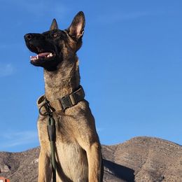 Girl 1 - Yellow female Dutch Shepherd puppy in Sierra Vista, Arizona from KnightWatch K-9