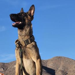 Girl 1 - Yellow female Dutch Shepherd puppy in Sierra Vista, Arizona from KnightWatch K-9