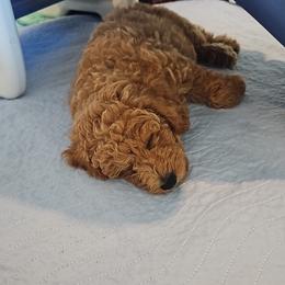 Goldendoodle Puppies from We R Mini Doodles