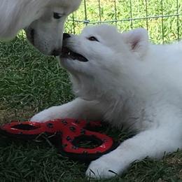 Samoyed Puppies from Queen City Samoyeds