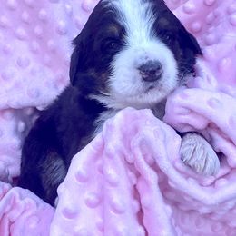 Bernedoodle and Labradoodle Puppies from Delaney Park Doodles