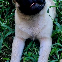 Pugs from Little Okie Pugs