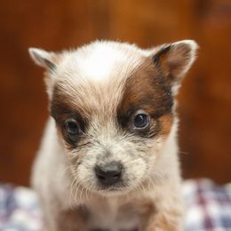 Mogul - Red speckled male Australian Cattle Dog puppy in Gatlinburg, Tennessee from Greenbrier