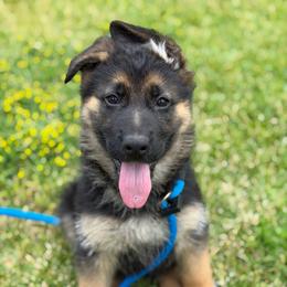 Fortis - Black and red female German Shepherd puppy in Medical Lake, Washington from Nine Realms German Shepherds