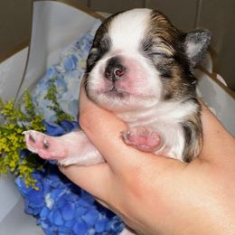 Chihuahua Puppies from Sinai’s Long Hair Apple Head Chihuahuas