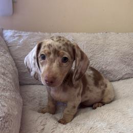 Danny - Dapple male Dachshund puppy in Madison, Wisconsin from SK Miniature   Dachshunds