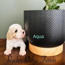 Aqua - Blenheim female Cavapoo puppy in White Sulphur Springs, West Virginia from Ryder Ridge Farm