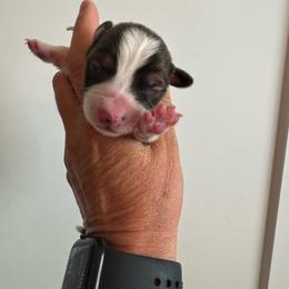 KRoc - Sable male Pembroke Welsh Corgi puppy in Benjamin, Utah from Nuna’s  Corgis