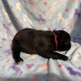Hot Pink Collar - Black brindle female Cane Corso puppy in Paris, Texas from Knucklehead Cane Corso