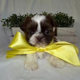 Teddy - Black gold and white male Shih Tzu puppy in Bullhead City, Arizona from Arizona Shih Tzu Land