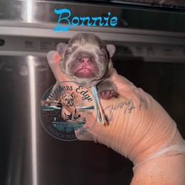 Bonnie - Blue female French Bulldog puppy in Strunk, Kentucky from Waters Edge French Bulldogs LLC