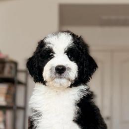 Rainier, Boy - Black and white male Bernedoodle puppy in Maricopa, Arizona from Desert Ridge Doodles