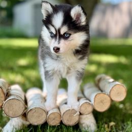 Artemis - Black and white female Pomsky puppy in Wausau, Wisconsin from Arctic Star Pomskies
