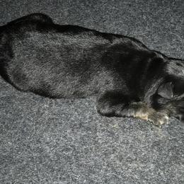 German Shepherd Puppies from Sandy’s Shepherds