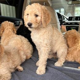 Heartly - Cream female Goldendoodle puppy in Simpsonville, South Carolina from D & D Golden Doodles, LLC